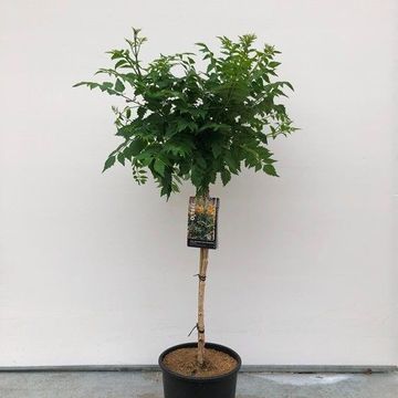 Campsis x tagliabuana GOLDEN TRUMPET