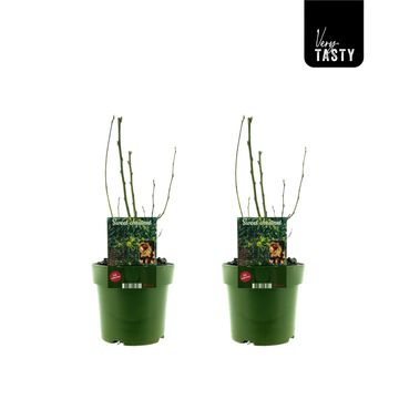 Castanea sativa 'Glabra'