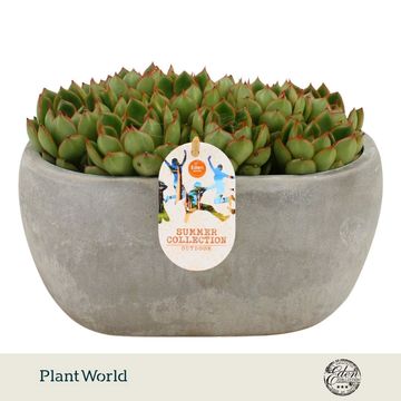 Echeveria 'Skater'