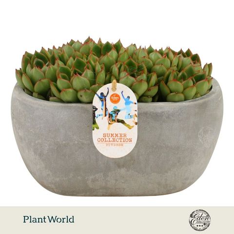 Echeveria 'Skater'