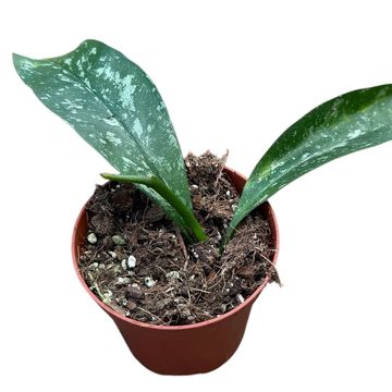 Hoya occultata 'Splash'