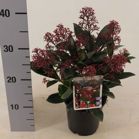 Skimmia japonica 'Rubella'