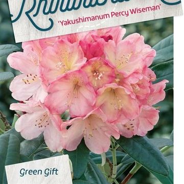 Rhododendron 'Percy Wiseman' (Y)