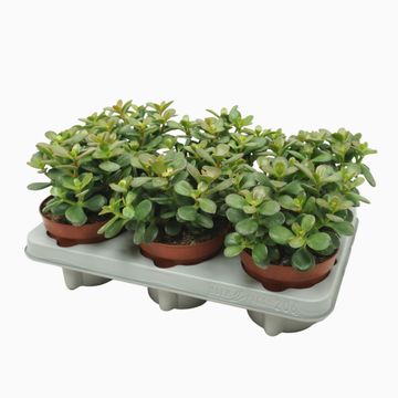 Crassula ovata 'Minor'