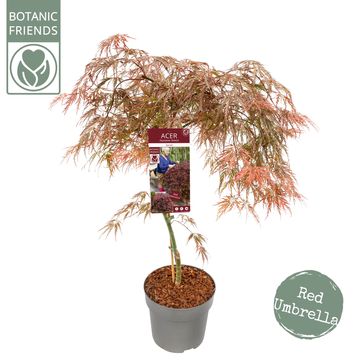 Acer palmatum 'Garnet'