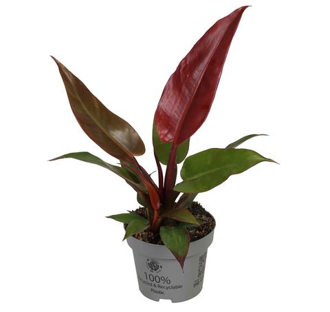 Filodendron 'Red Sun'