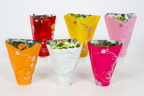 Kalanchoe blossfeldiana PERFECTA MIX