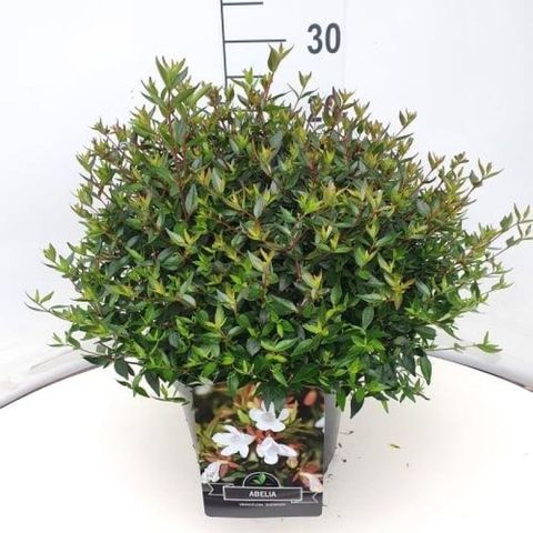 Abelia x grandiflora 'Sherwood'