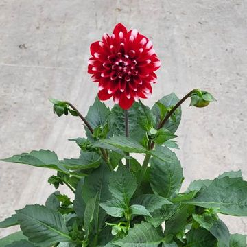 Георгина MIX