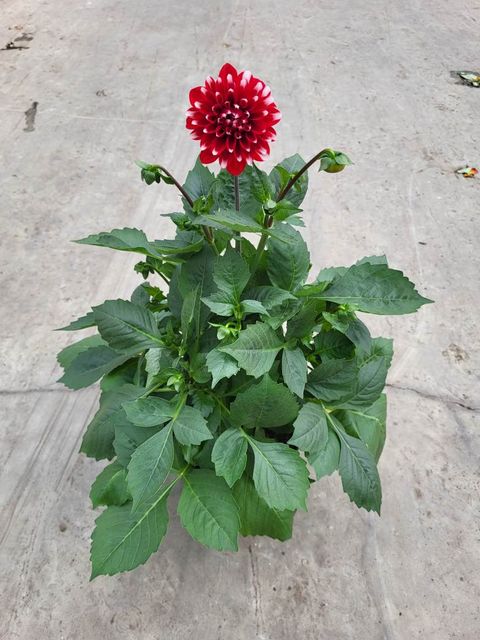 Dahlia MIX