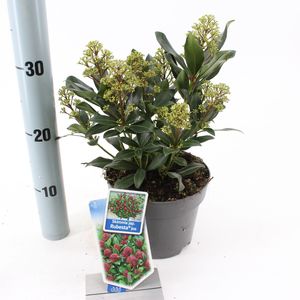 Skimmia japonica RUBESTA JOS (About Plants Zundert BV)