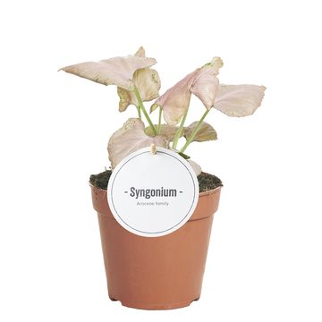 Syngonium 'Strawberry'