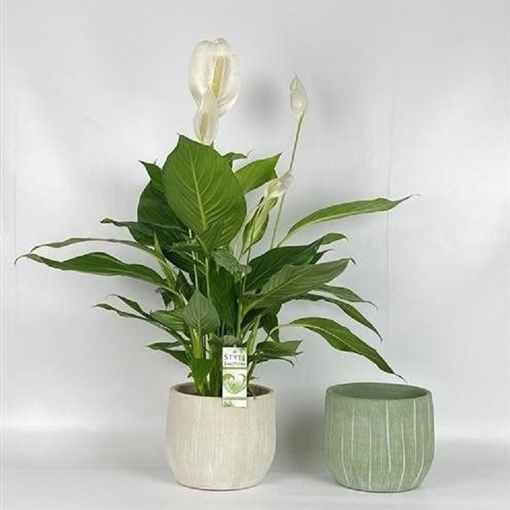 Spathiphyllum Bingo Cupido P19 Cm H60 80 Cm Plant Wholesale Floraccess