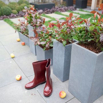 Photinia x fraseri MAGICAL VOLCANO