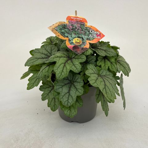 x Heucherella