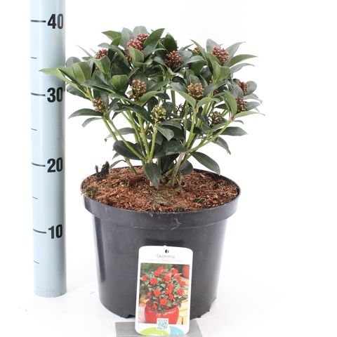 Skimmia japonica 'Olympic Flame'