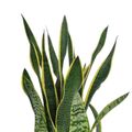 Sansevieria trifasciata 'Laurentii'