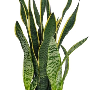 Sansevieria trifasciata 'Laurentii'