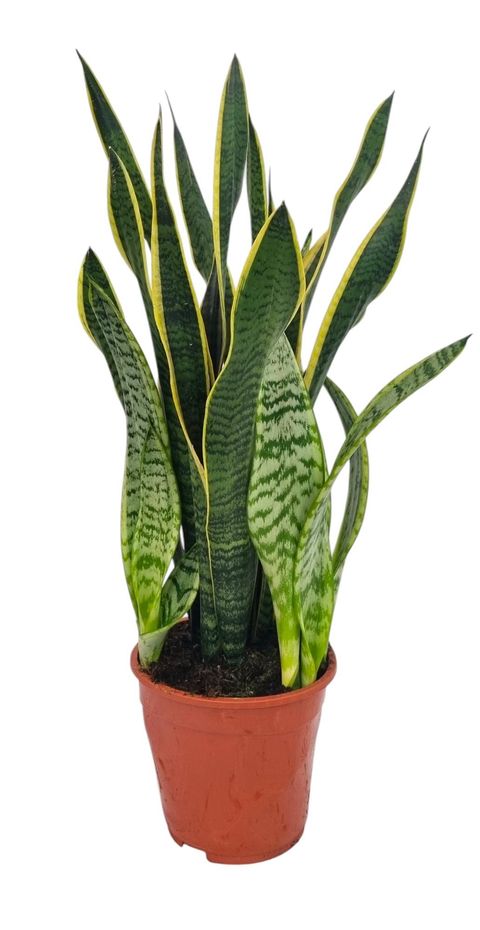 Sansevieria trifasciata 'Laurentii'