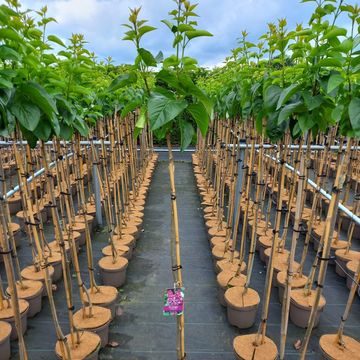 Syringa vulgaris 'Michel Buchner'