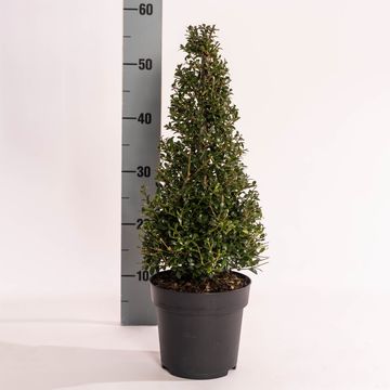 Ilex crenata 'Stokes'