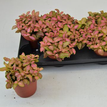 Fittonia verschaffeltii 'Pink Ruby Lime'