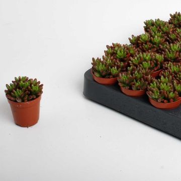 Sedum x rubrotinctum