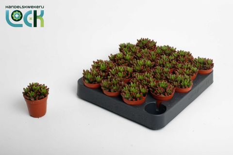 Sedum x rubrotinctum