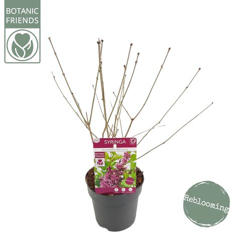 Syringa BLOOMERANG DARK PURPLE