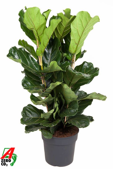 Ficus lyrata