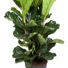 Ficus lyrata