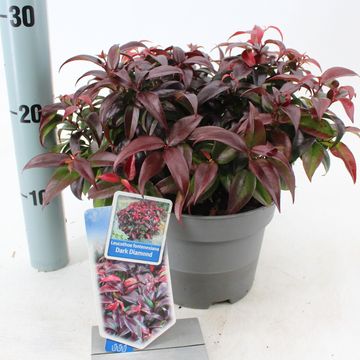 Leucothoe fontanesiana DARK DIAMOND