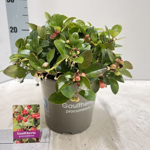 Gaultheria procumbens