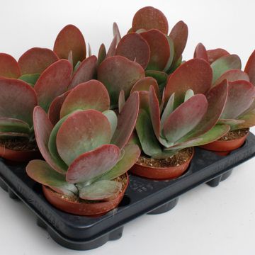 Kalanchoe thyrsiflora