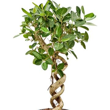 Ficus benghalensis 'Audrey'