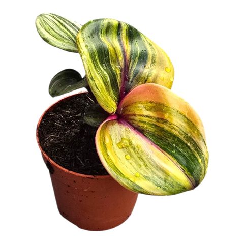 Geogenanthus ciliatus 'Aura Flame'