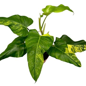 Philodendron x domesticum 'Variegata'