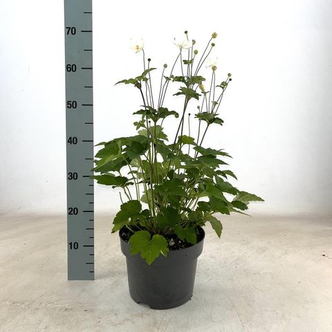 Anemone x hybrida 'Honorine Jobert'