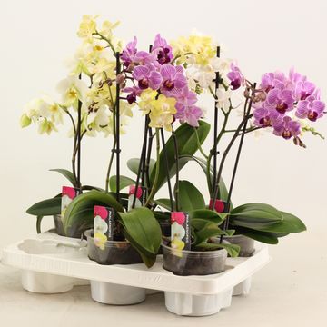 Phalaenopsis MULTIFLORA MIX