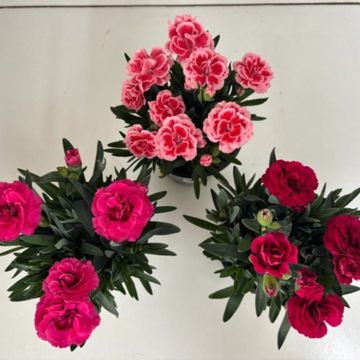 Dianthus OSCAR MIX