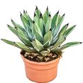 Agave ferdinandi-regis
