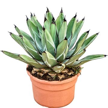Agave ferdinandi-regis