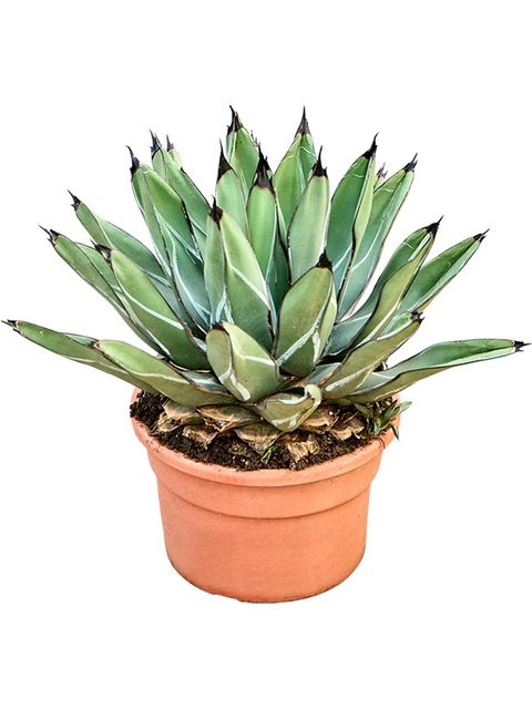 Agave ferdinandi-regis