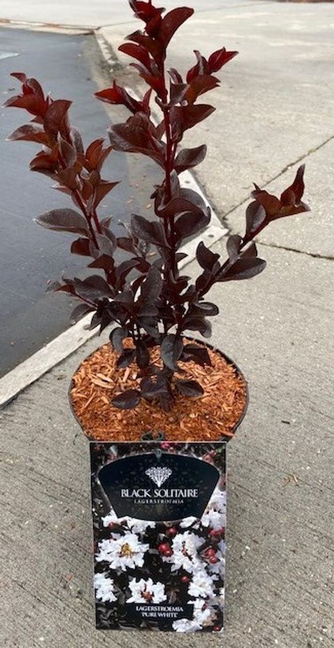 Lagerstroemia indica PURE WHITE