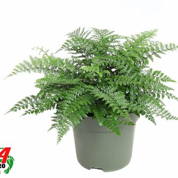 Asplenium 'Parvati'
