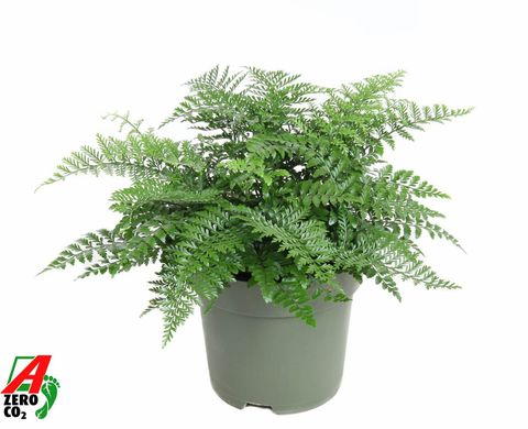 Asplenium 'Parvati'