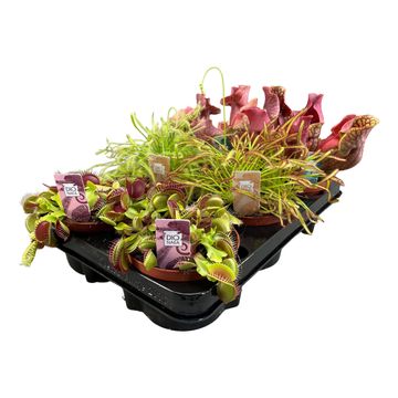 Carnivorous plants MIX