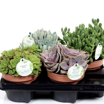 Succulents MIX