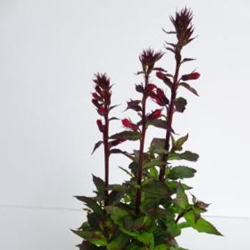 Lobelia x speciosa 'Fan Scarlet'