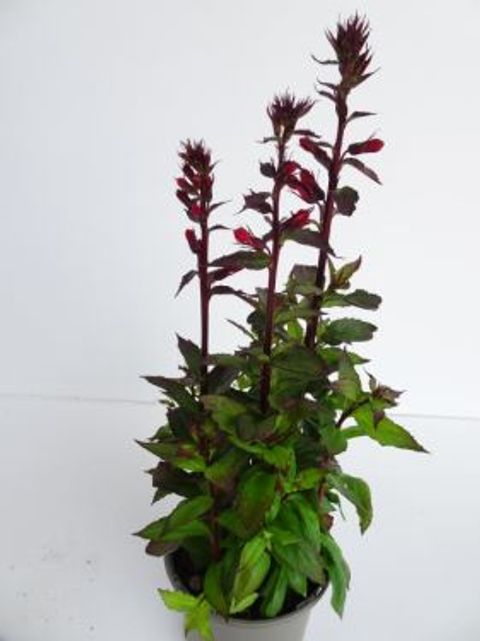 Lobelia x speciosa 'Fan Scarlet'